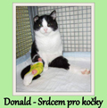 Finan�n� ��stka pro kocoura Donalda.